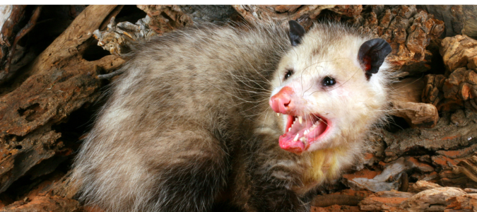 an opossum