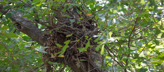 a squirrel's nest