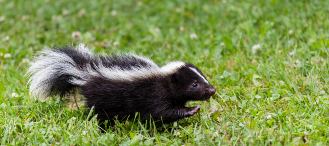 a skunk