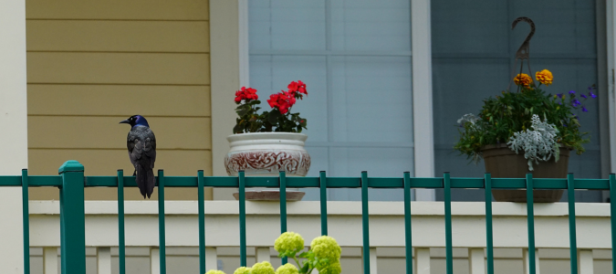 birds on a porch