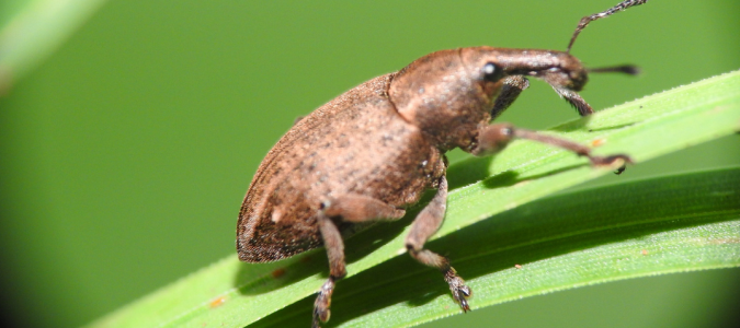 a weevil on a leaf