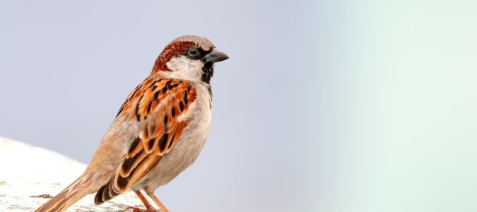 a house sparrow