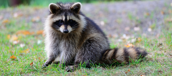 a raccoon