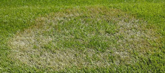 brown patch on grass