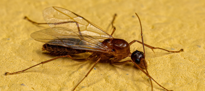 a carpenter ant with wings