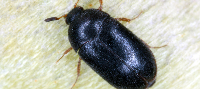 a black carpet beetle