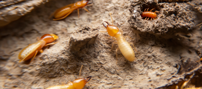 termites