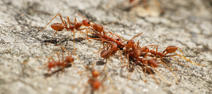 a group of red fire ants on a rock