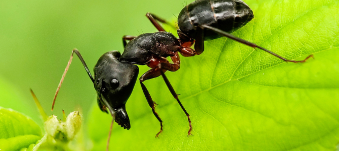 a carpenter ant