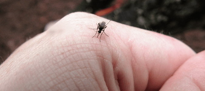 a mosquito on a person's hand