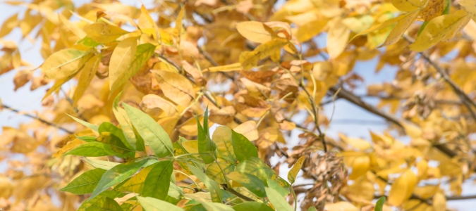 a tree leaves