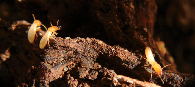 active termites