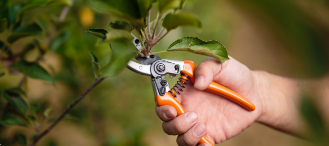 pruning a tree
