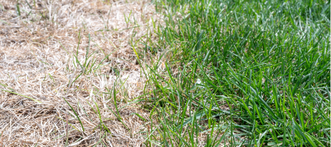 fertilizer burn on a yard