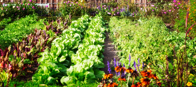 a vegetable garden