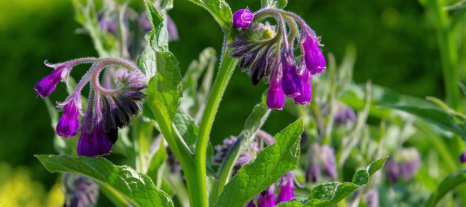 comfrey