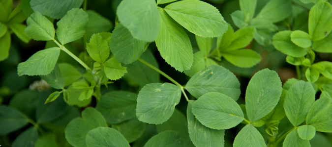Alfalfa