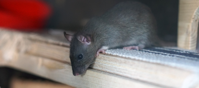 a roof rat