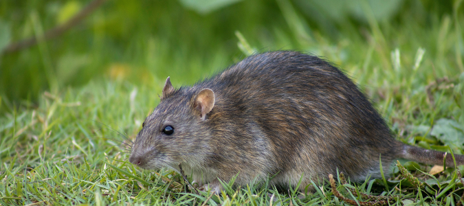 a rat