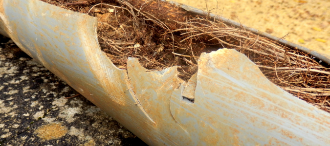 tree roots in a sewer line