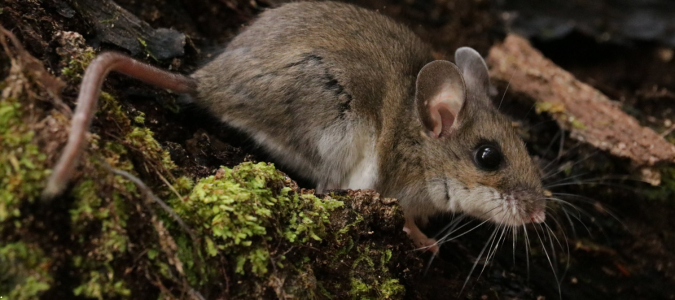 a mouse outside