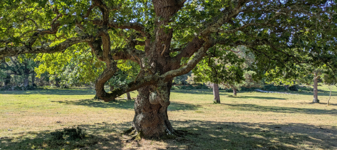 oak trees