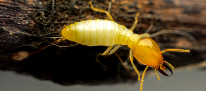 a termite