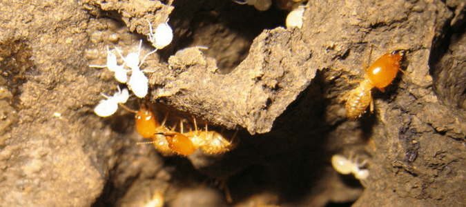 termites