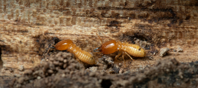 two termites