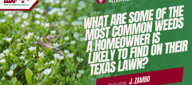 a thumbnail from the video in this blog