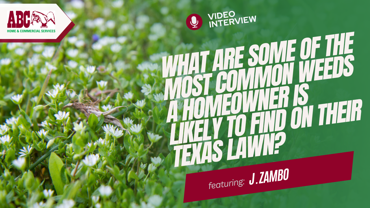 a thumbnail from the video in this blog