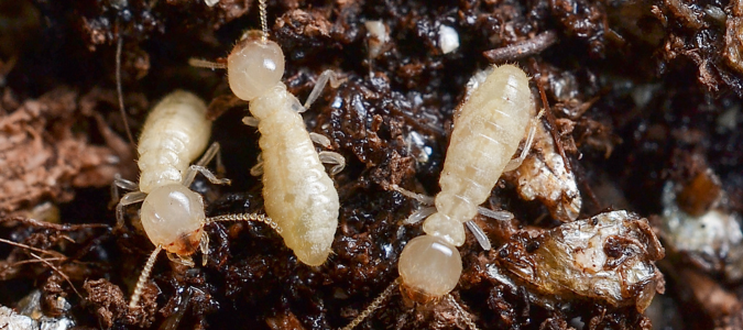 subterranean termites