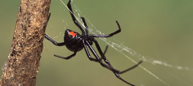a black widow spider