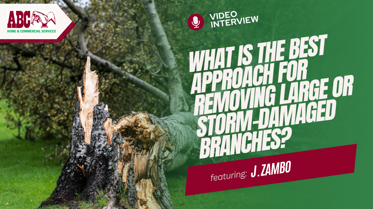 a thumbnail from the video in this blog