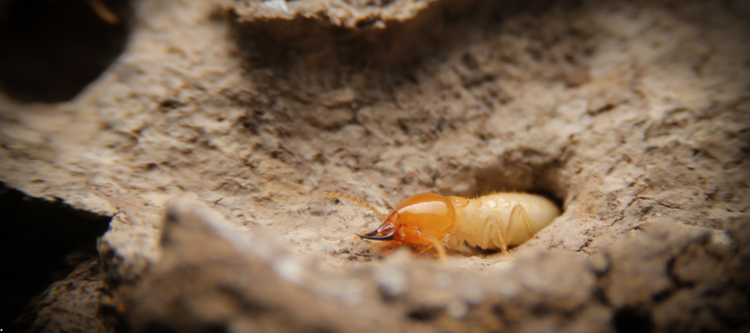 a drywood termite