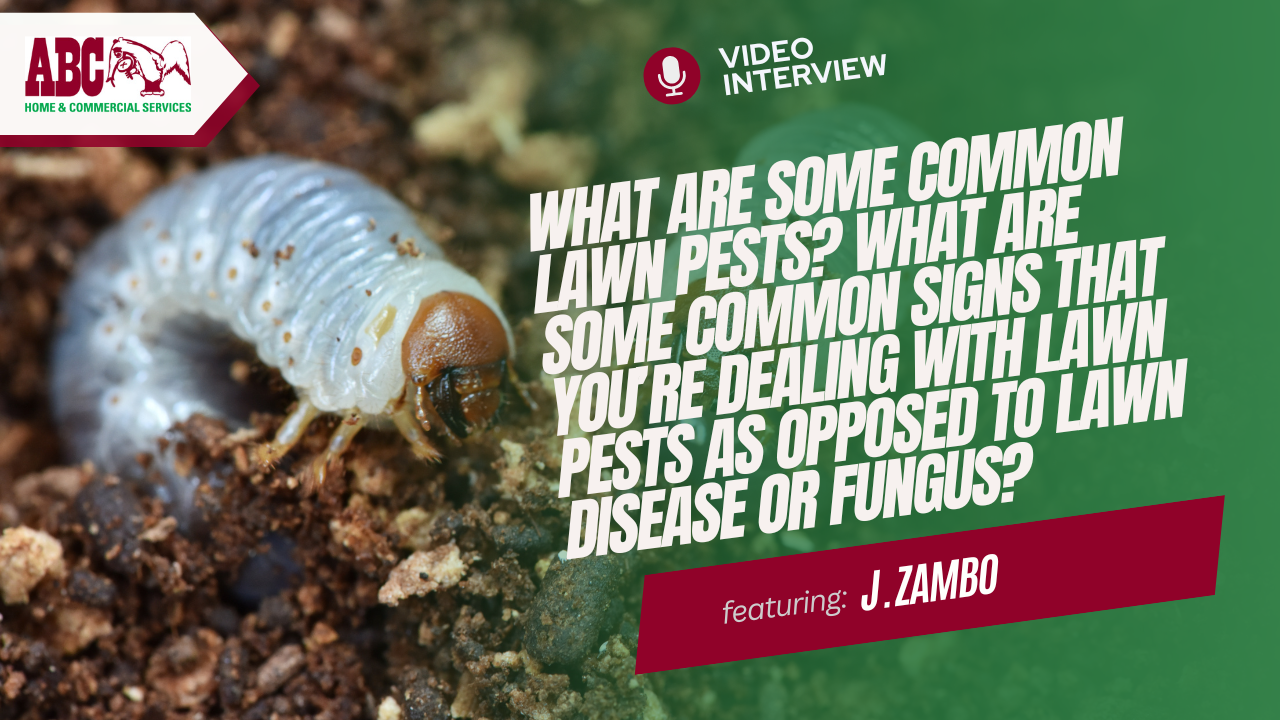 a thumbnail from the video in this blog