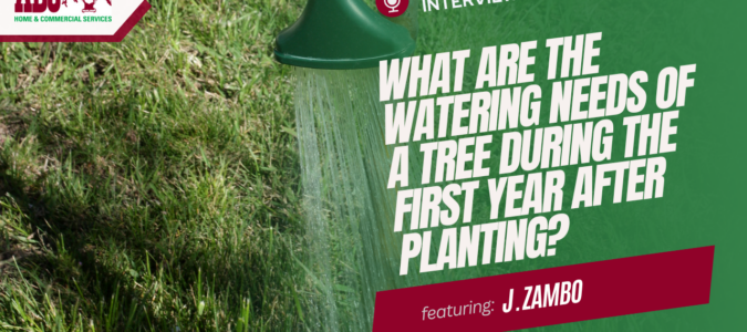 a thumbnail from the video in this blog