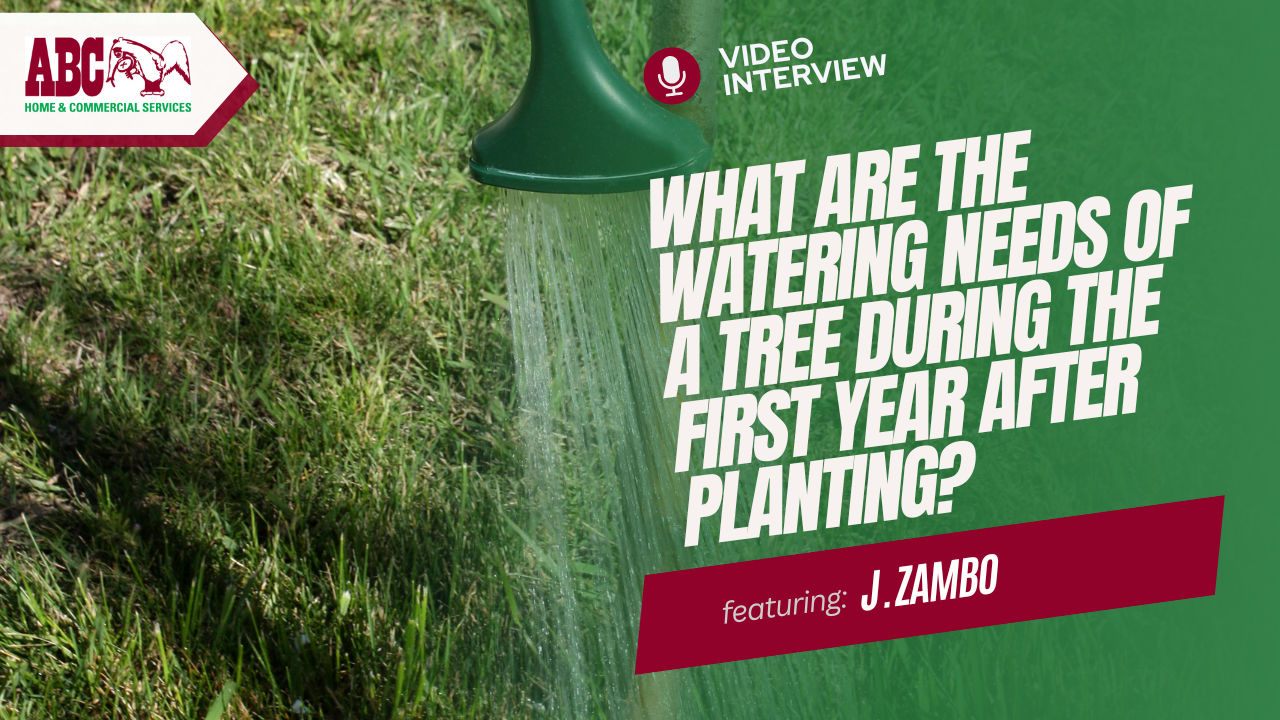 a thumbnail from the video in this blog