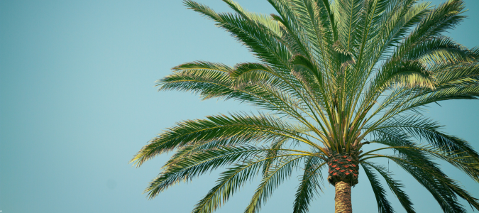 a palm tree